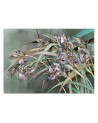 Original Wallpapers - Irises flowers in the wind | FEEBY