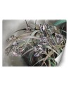 Original Wallpapers - Irises flowers in the wind | FEEBY