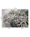 Original Wallpapers - Irises flowers in the wind | FEEBY