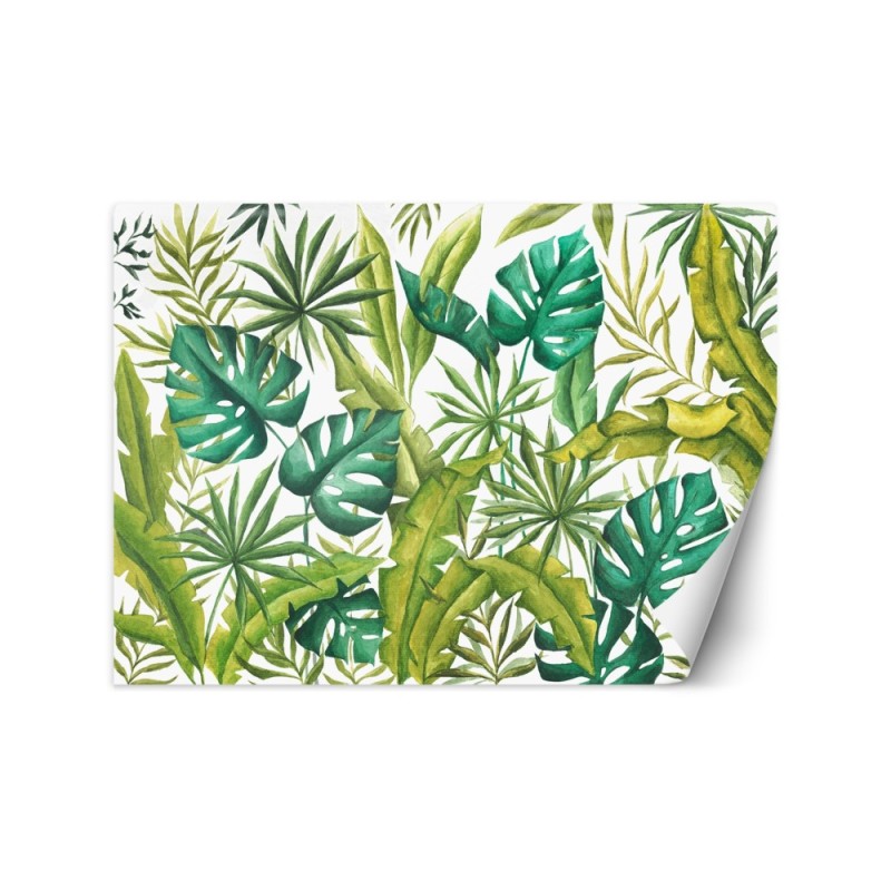 Exotic wall murals - Monstera leaves | FEEBY