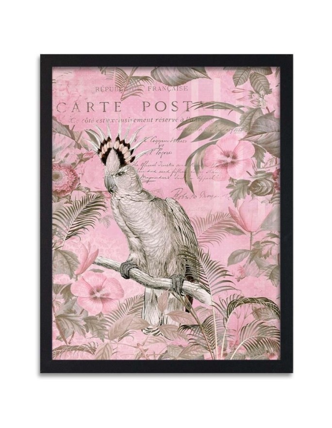 Poster Pink cockatoo bird