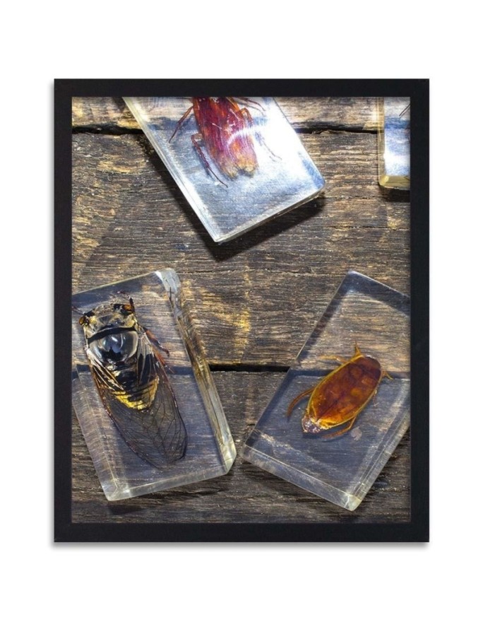 Poster Insects in glass