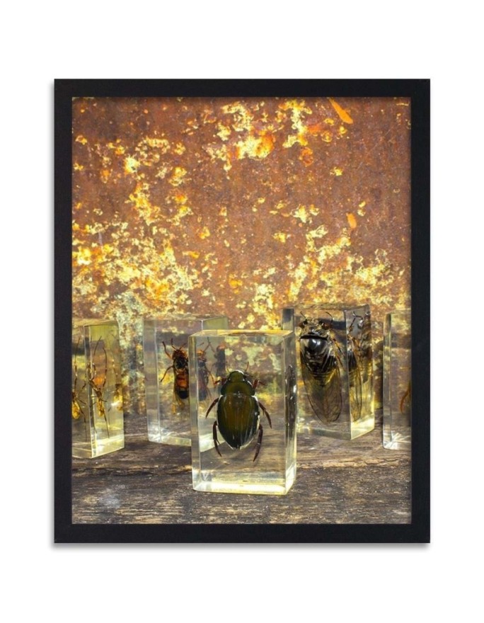 Poster Insects in glass,...