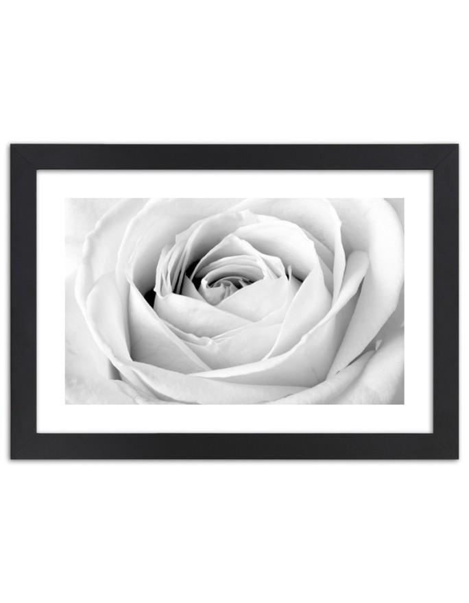 Poster White rose black and...