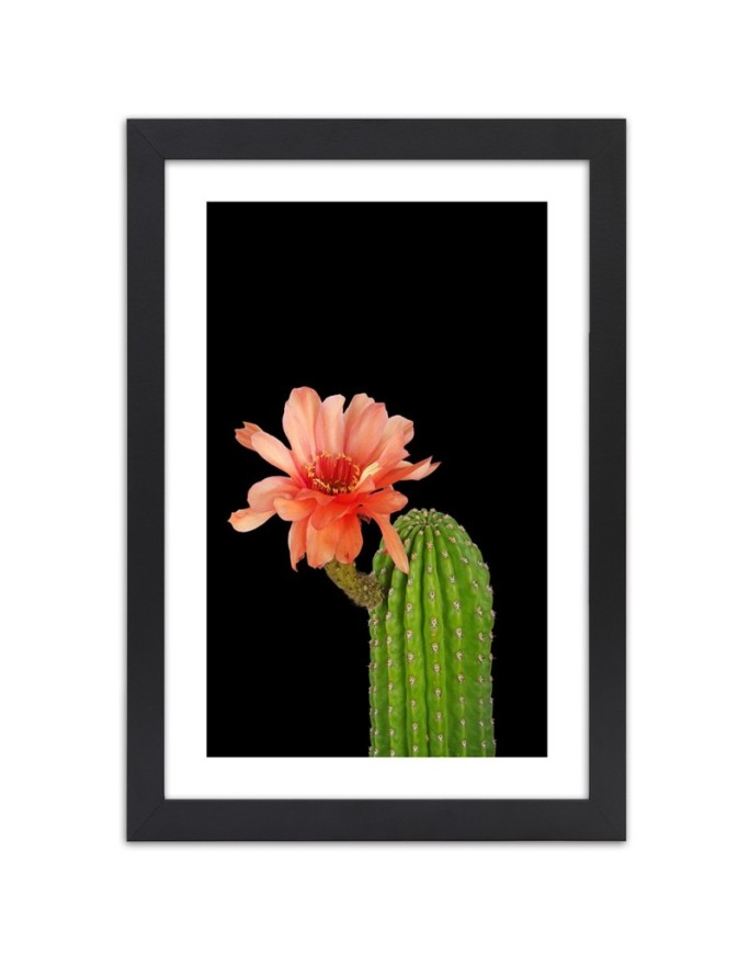 Poster Cactus with red flower
