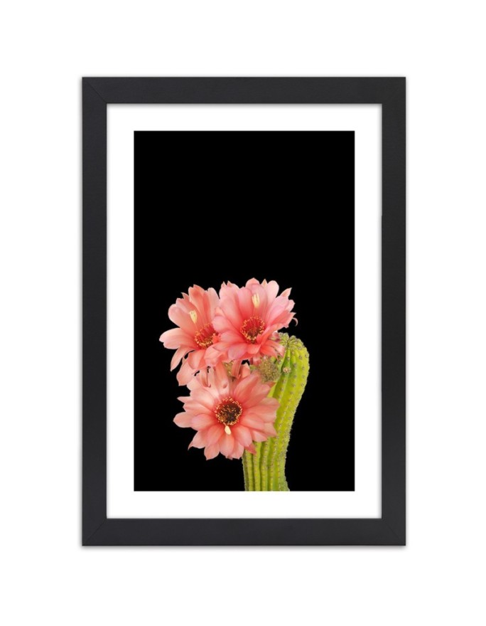 Poster Cactus with red flowers