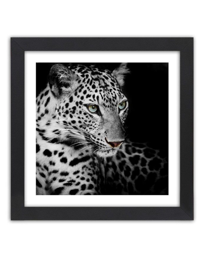 Poster Leopard animal