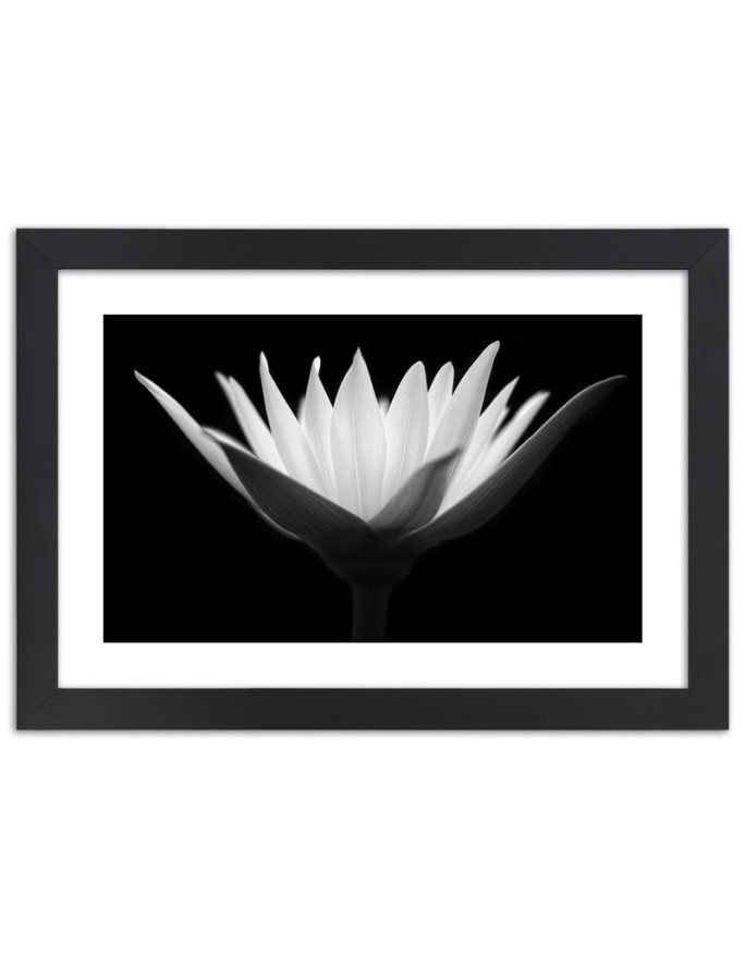 Poster White lotus flower