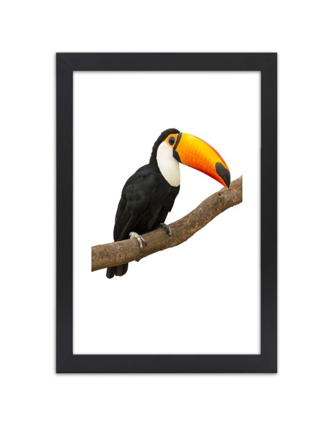 Poster Toucan parrot