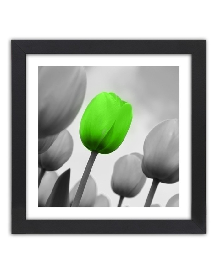 Poster Green tulip