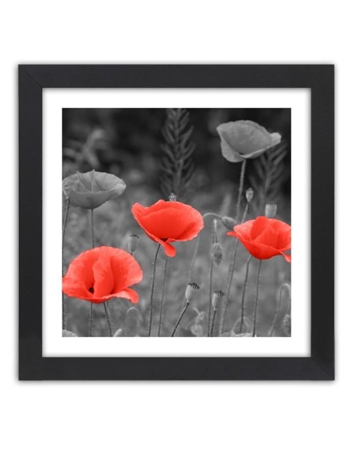 Poster Field poppies