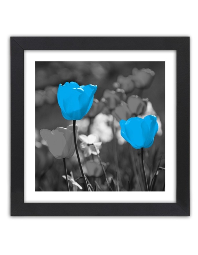 Poster Blue tulips in a meadow