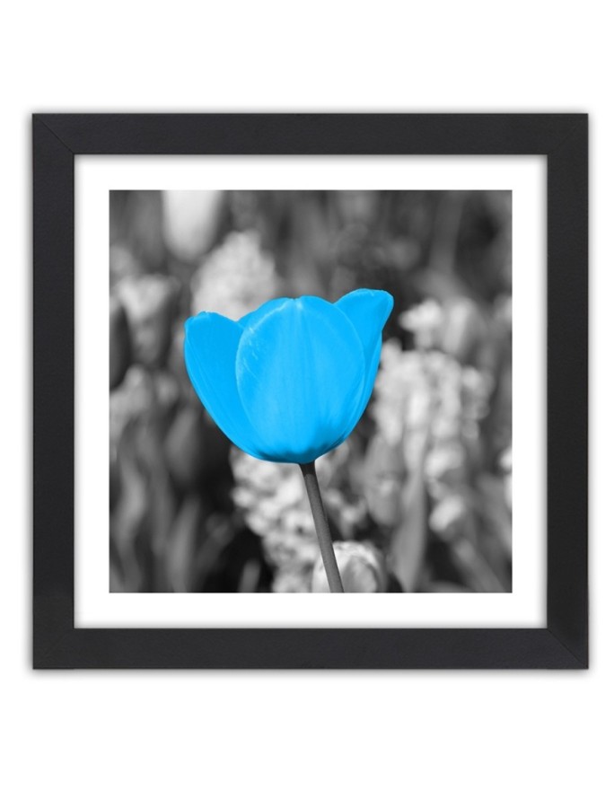 Poster Blue tulip