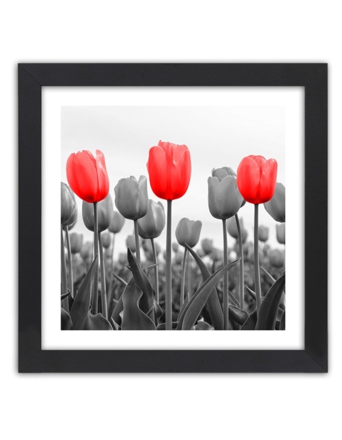 Poster Red tulips in a meadow
