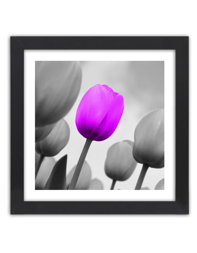 Poster Purple tulip in gray