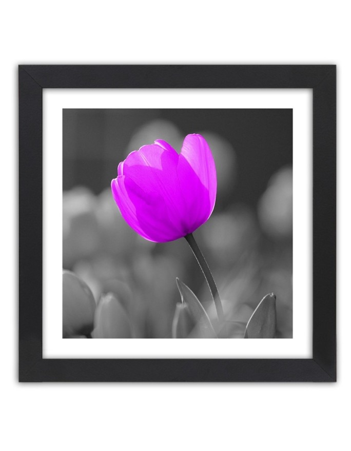 Poster Purple tulip