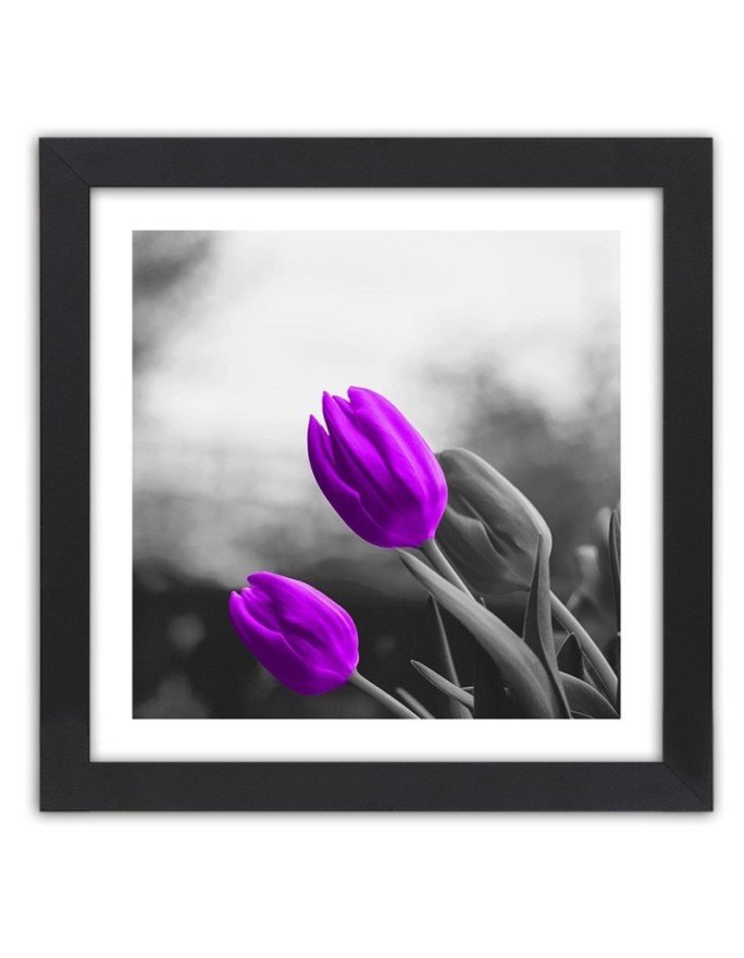 Poster Two purple tulips