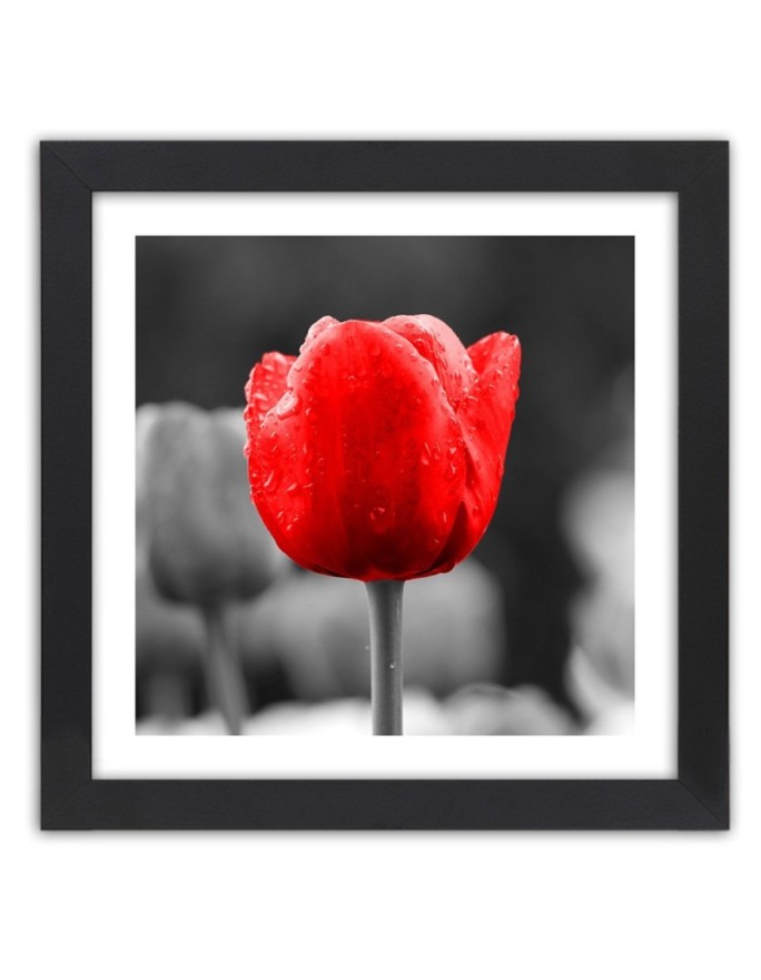 Poster Red tulip