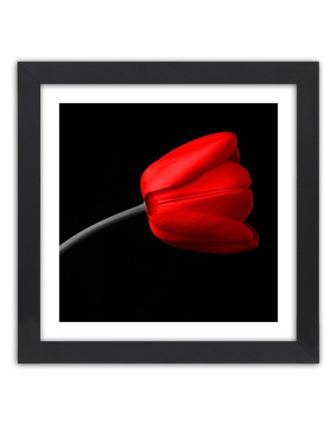 Poster Red tulip flower