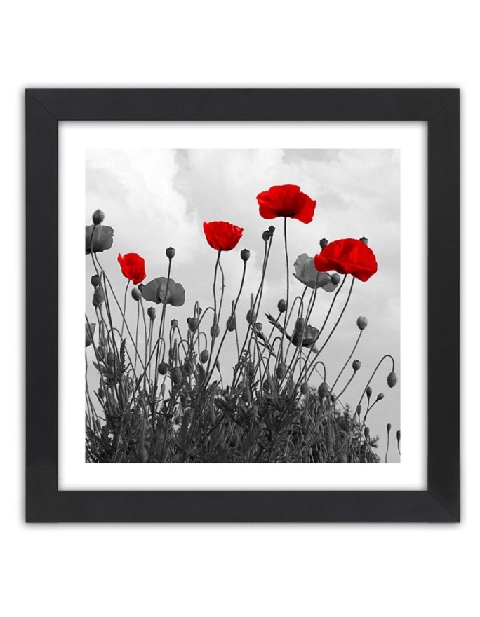 Poster Red poppies nature