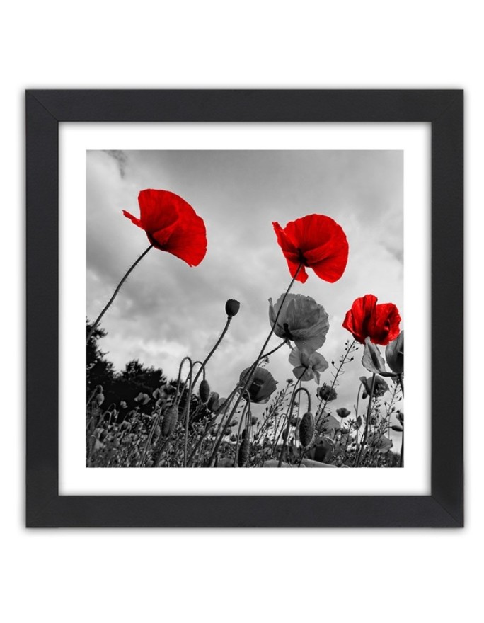 Poster Red field poppies