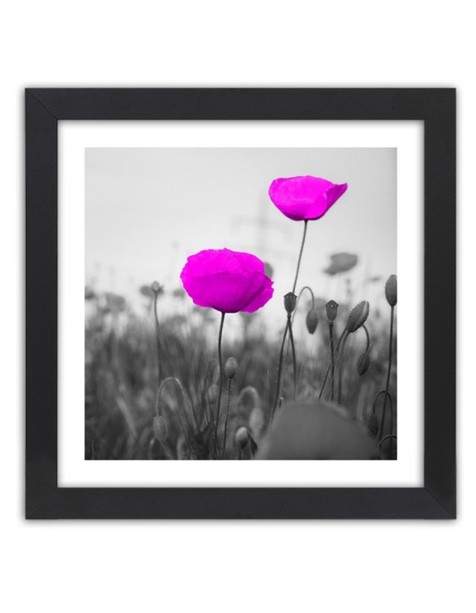 Poster Purple poppies in a...