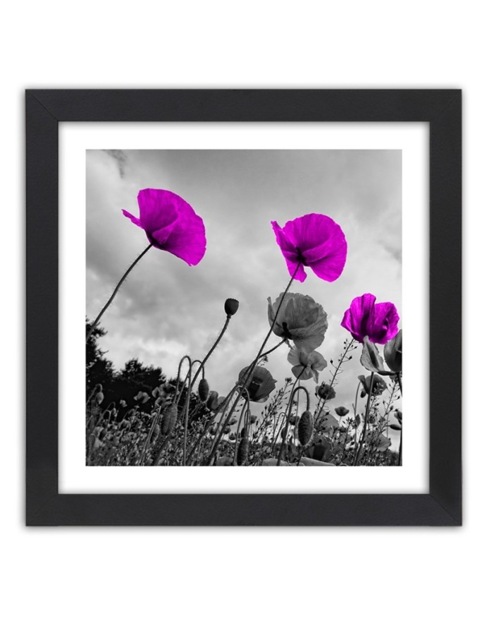 Poster Purple field poppies