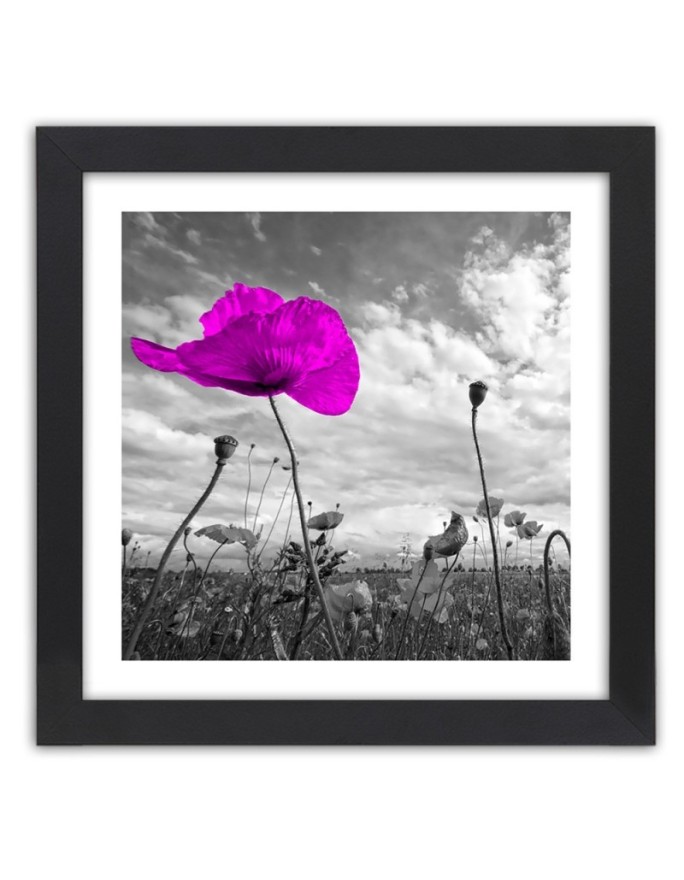 Poster Purple poppy flower