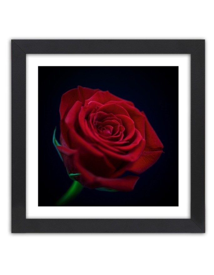 Poster Red rose flower nature