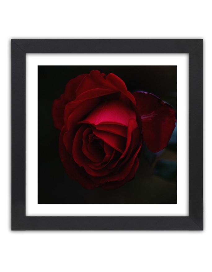 Poster Red rose flower