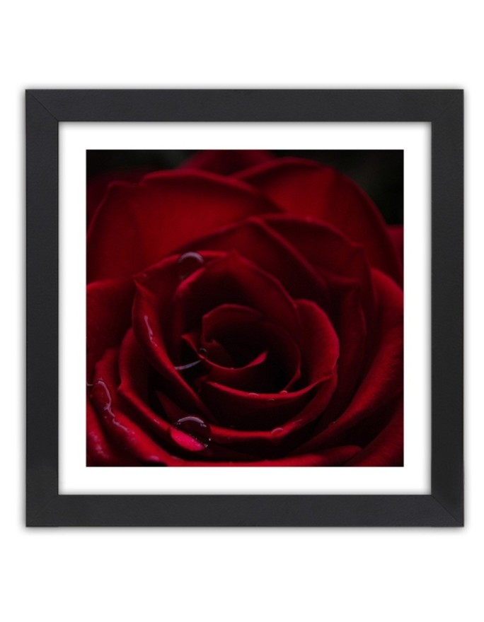 Poster red rose flowers