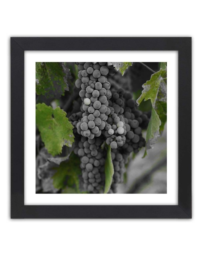 Poster Grapes vineyard