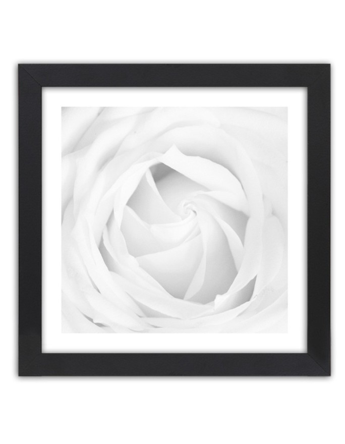 Poster White rose flower