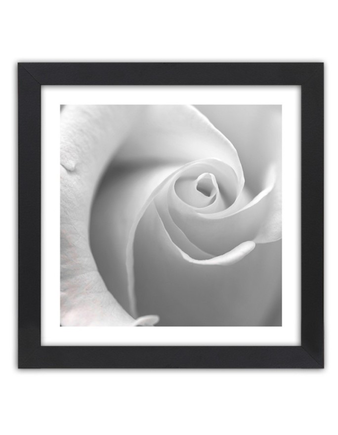 Poster White rose macro