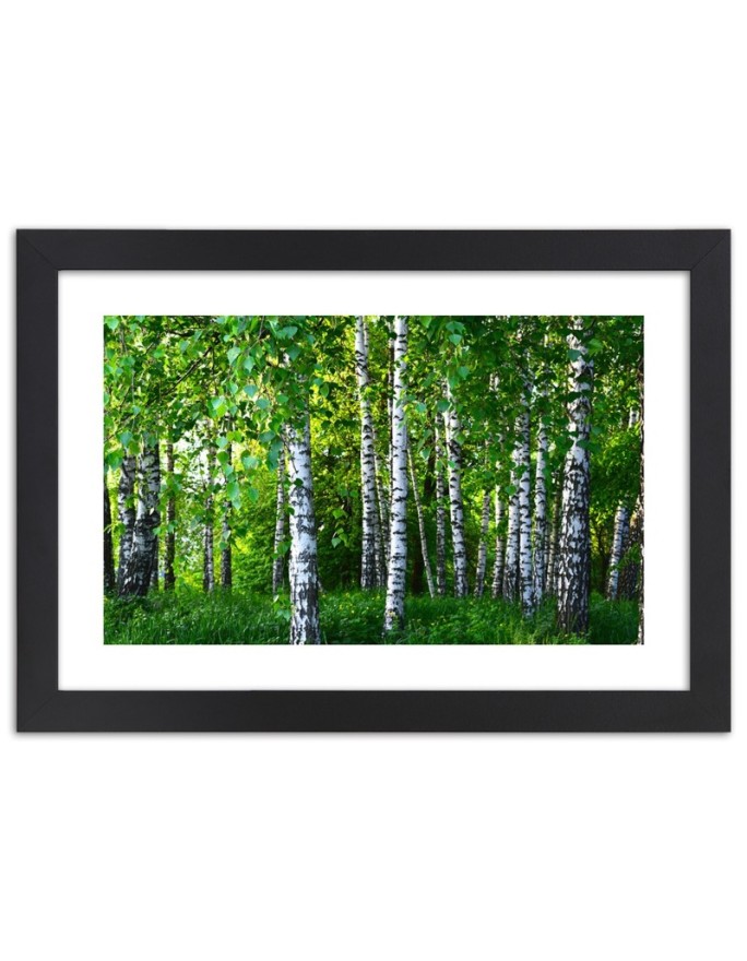 Poster Birch forest landscape