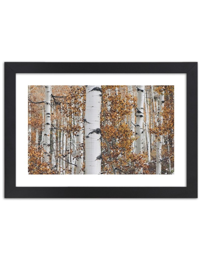 Poster Birch forest nature