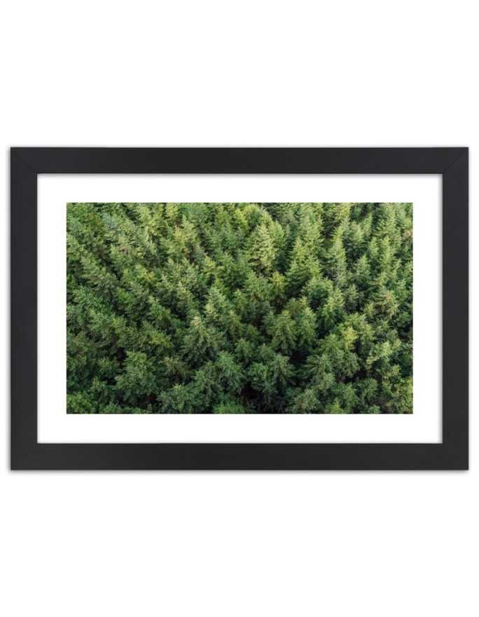 Poster Spruce forest from a...