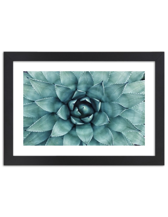 Poster Blue aloe flower