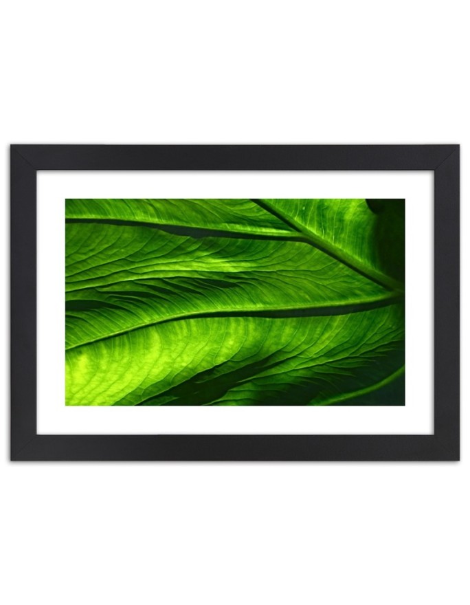Poster Green leaves nature