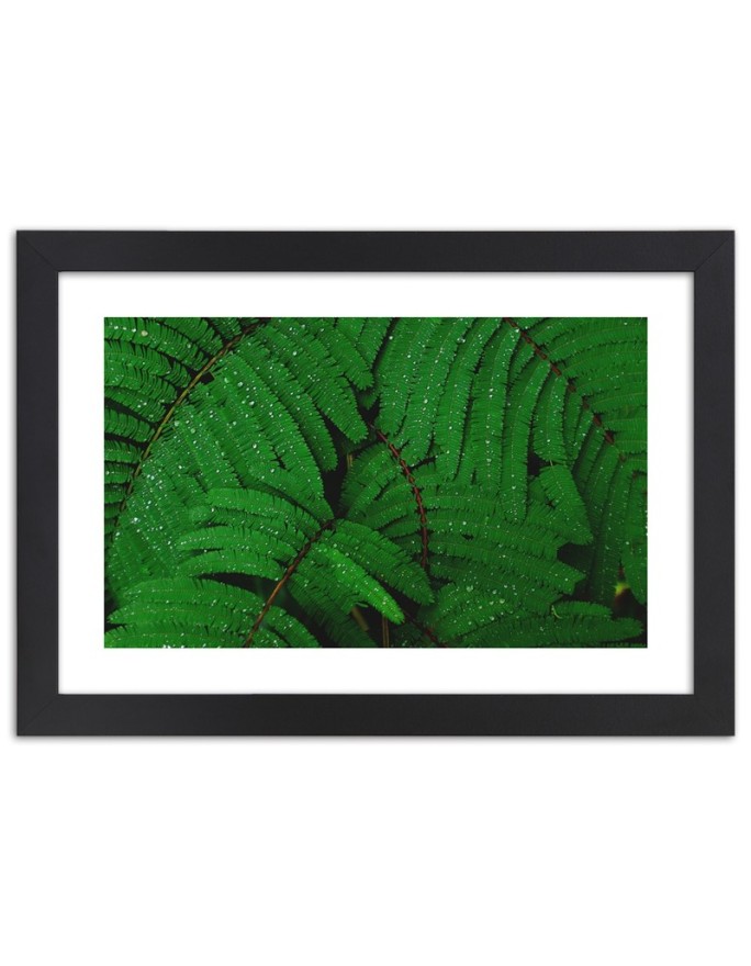 Poster Drops on fern leaves