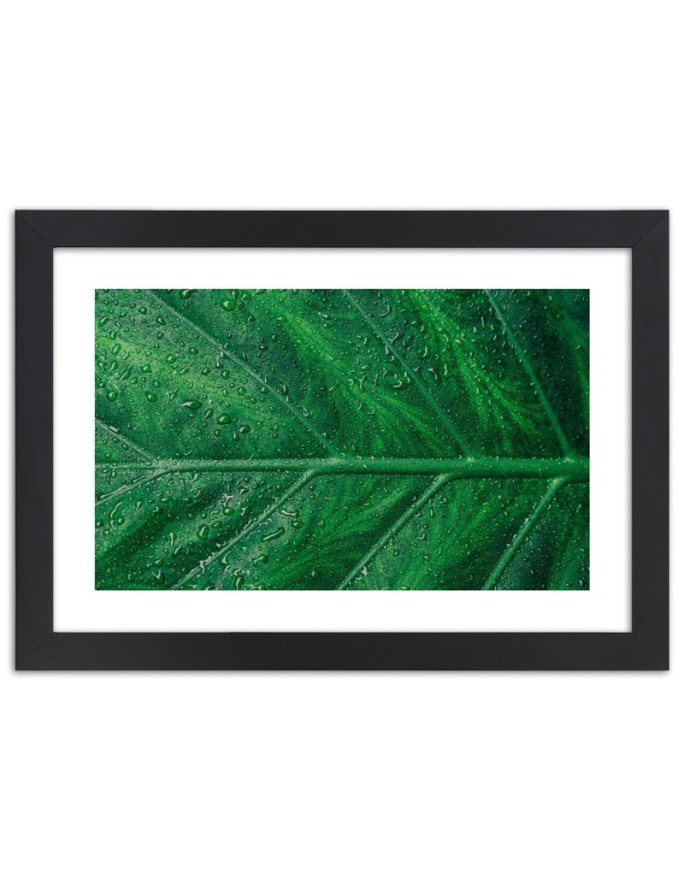 Poster Macro green leaf