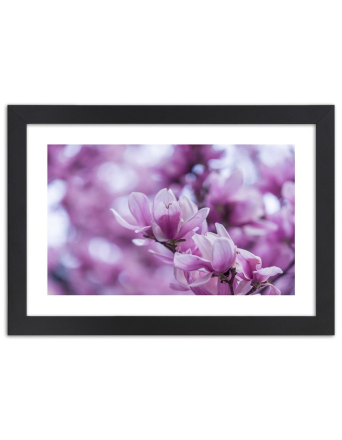 Poster Magnolia flowers pink