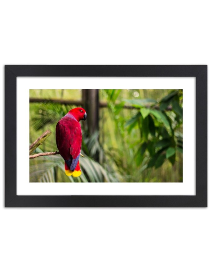 Poster Parrot exotic bird