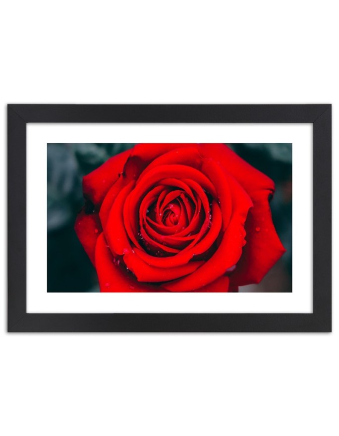 Poster Beautiful red rose