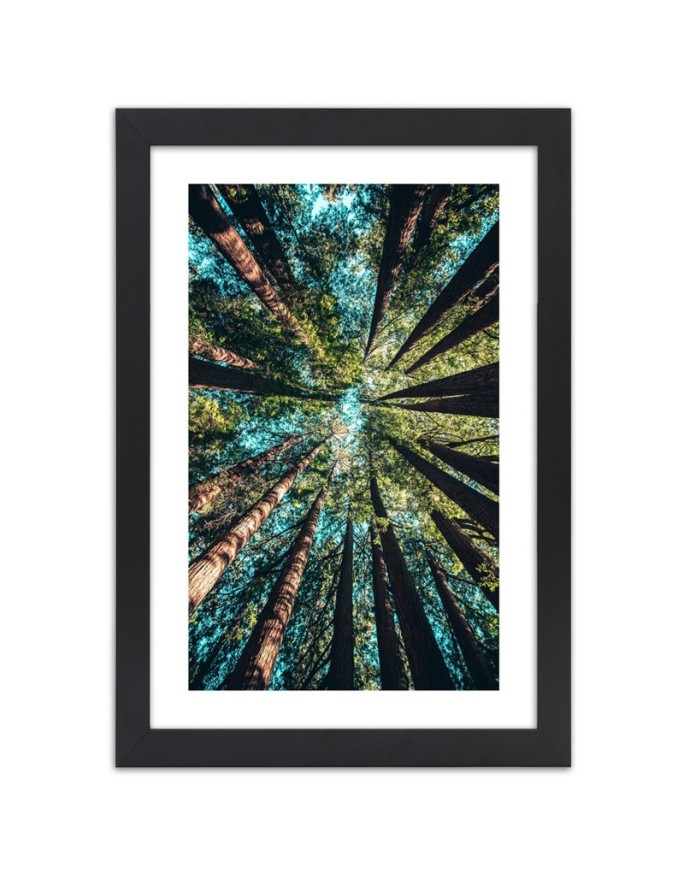 Poster Tall trees nature