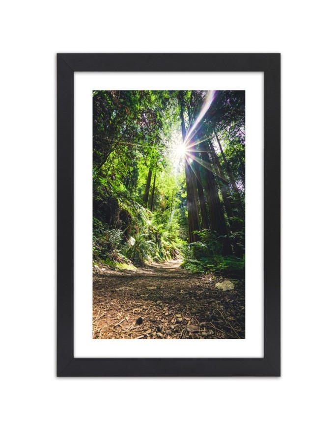 Poster Jungle tropical forest