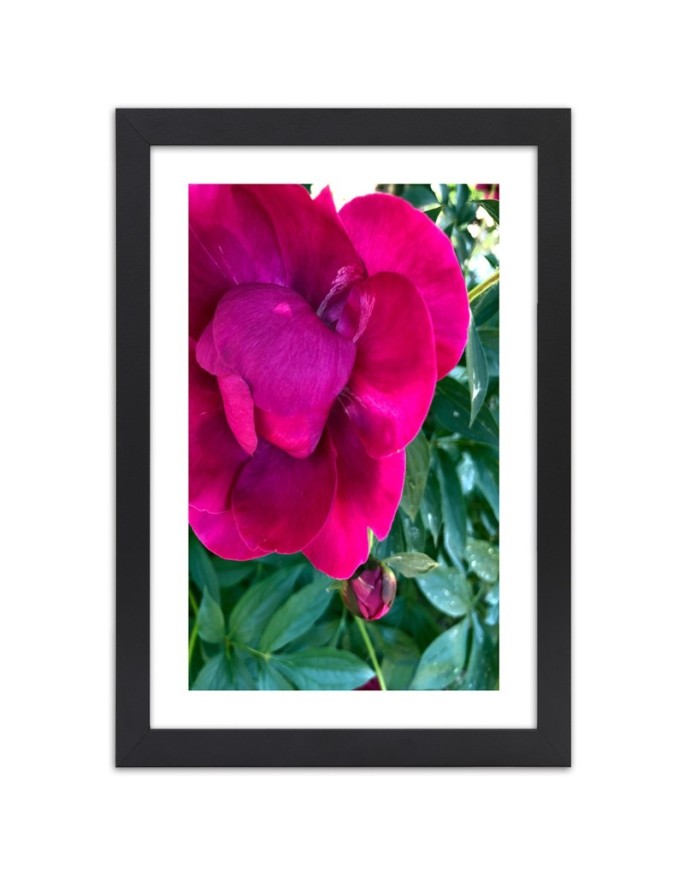 Poster Pink peony flowers