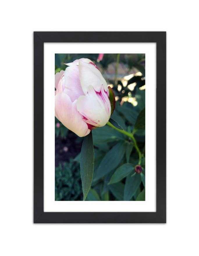 Poster Pink peony flower