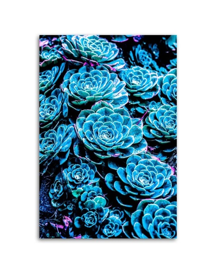 Canvas print Blue succulents Gab Fernando | FEEBY