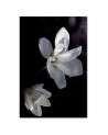 Modern wall painting Flower of a blooming tree | FEEBY